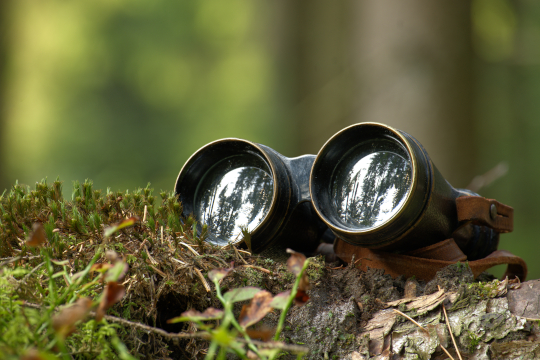 Binoculars placed on a stump surrounded by a forest