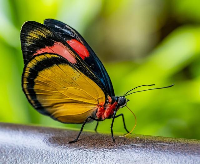 Butterfly photo provided by ©Florida Museum/Jeff Gage.