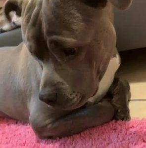 Shanelle's dog, Chase.