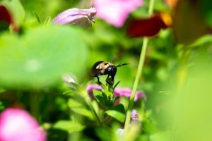 Bees pollinate flowers in a garden in the Oak Hammock Community in Gainesville, Fla., Friday, April 17, 2026. Photo by Bayden Armstrong | The Independent Florida Alligator
