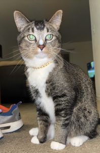 Luke Wendling's cat, Paul.